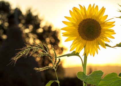 Os Cinco Elementos do Feng Shui: Como Harmonizar Seu Lar com a Natureza